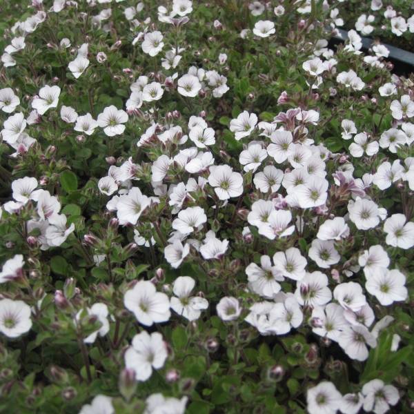 Gypsophile en coussin - Gypsophila cerastioides Godet de 8/9 cm