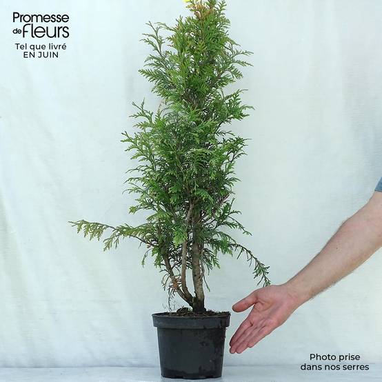 Thuja plicata Excelsa Pot de 2L/3L - Image 2