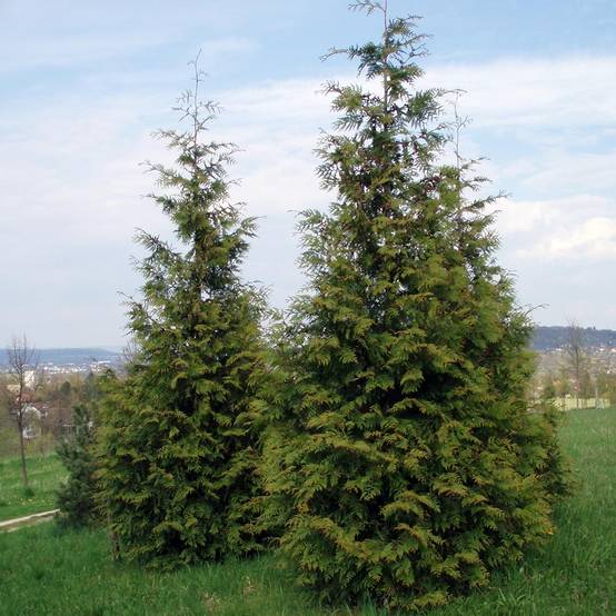 Thuja plicata Excelsa Pot de 2L/3L - Image 1