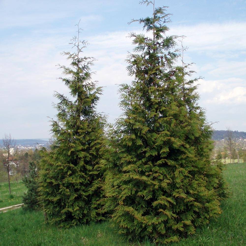 Thuja plicata Excelsa Pot de 2L/3L - Image 1
