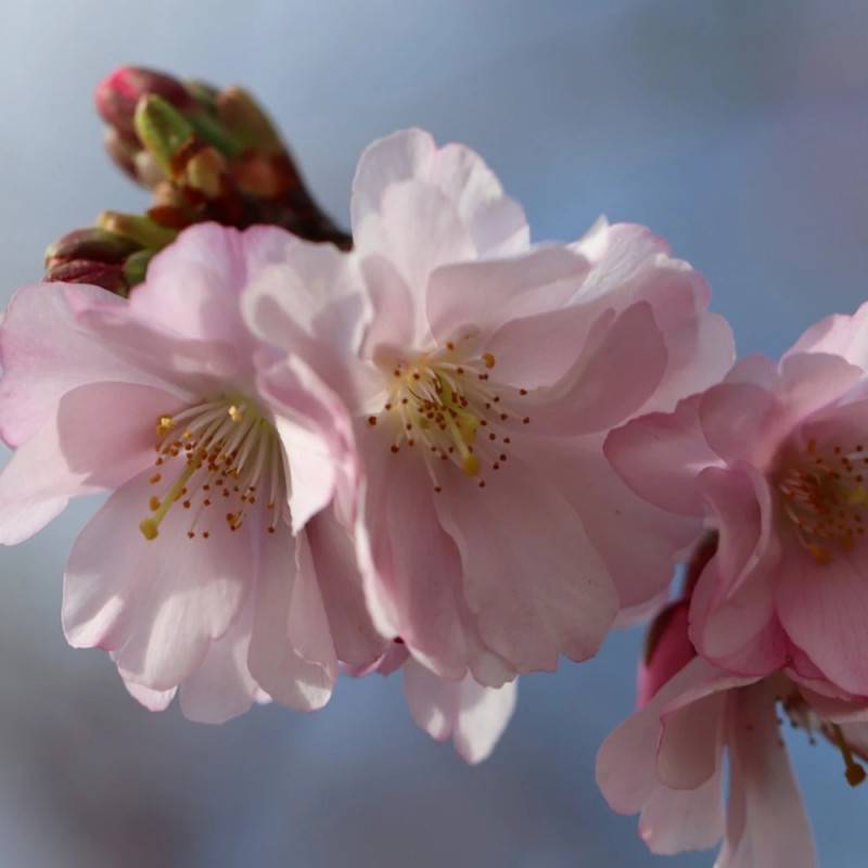 Cerisier du Japon Accolade, Cerisier à fleurs à fleurs Rose/ - feuillage Caduc - Pot de 30L - Tige 8/10 - Image 3