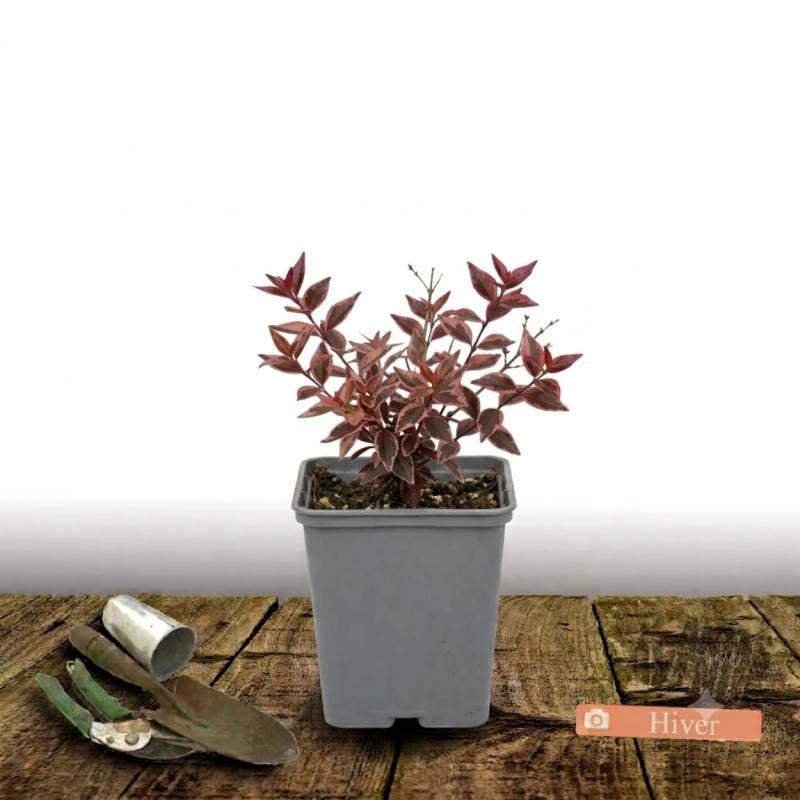 Abelia Sunny Charm® 'Minduo1', Abélia à grandes fleurs à fleurs Rose - feuillage Persistant - Godet - 5/20 cm-  hauteur à maturité De 0,50 m à 1,00 m - Image 5