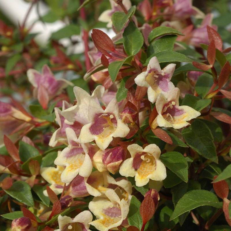 Abelia Sunny Charm® 'Minduo1', Abélia à grandes fleurs à fleurs Rose - feuillage Persistant - Godet - 5/20 cm-  hauteur à maturité De 0,50 m à 1,00 m - Image 1
