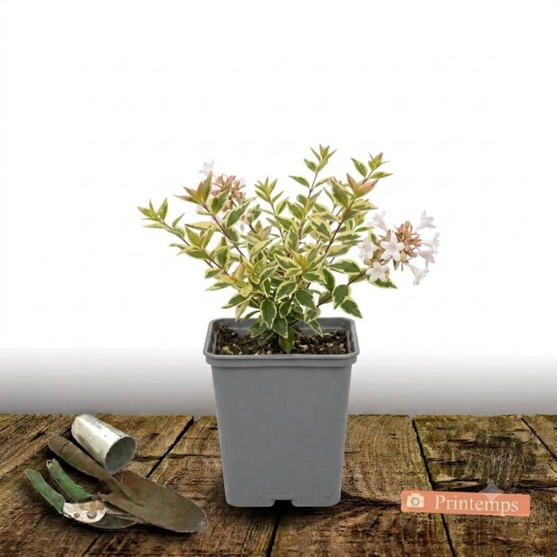 Abelia Sunny Charm® 'Minduo1', Abélia à grandes fleurs à fleurs Rose - feuillage Persistant - Godet - 5/20 cm-  hauteur à maturité De 0,50 m à 1,00 m - Image 2