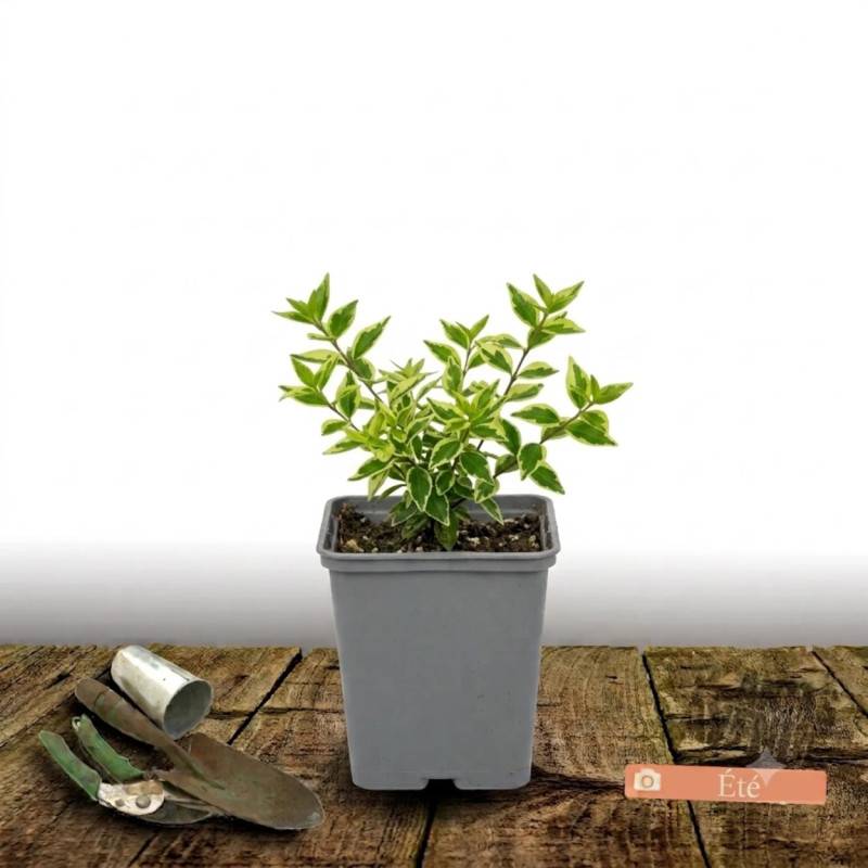 Abelia Sunny Charm® 'Minduo1', Abélia à grandes fleurs à fleurs Rose - feuillage Persistant - Godet - 5/20 cm-  hauteur à maturité De 0,50 m à 1,00 m - Image 3