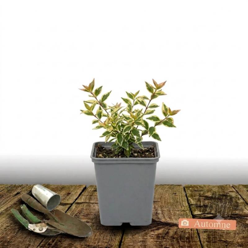 Abelia Sunny Charm® 'Minduo1', Abélia à grandes fleurs à fleurs Rose - feuillage Persistant - Godet - 5/20 cm-  hauteur à maturité De 0,50 m à 1,00 m - Image 4