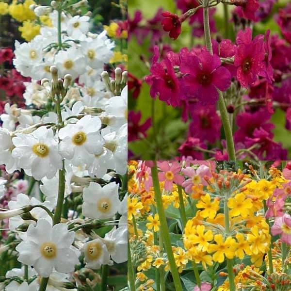 Promesse de Fleurs - Collection Primevères étagées - Collection de 6 plantes