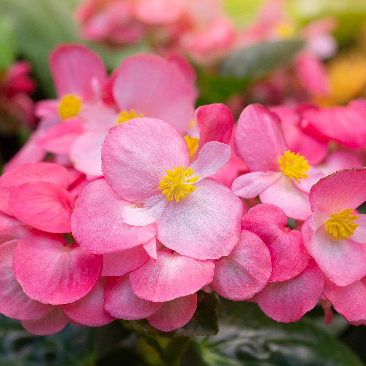 Begonia semperflorens Mascotte Bicolour Improved Mini-motte Ø 3/4 cm (par 5)