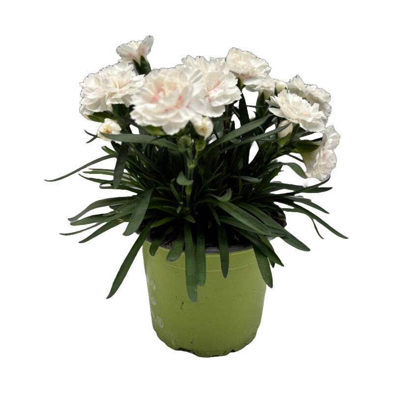 Horti-Flandre - Oeillet fleuri blanc pot 13 cm