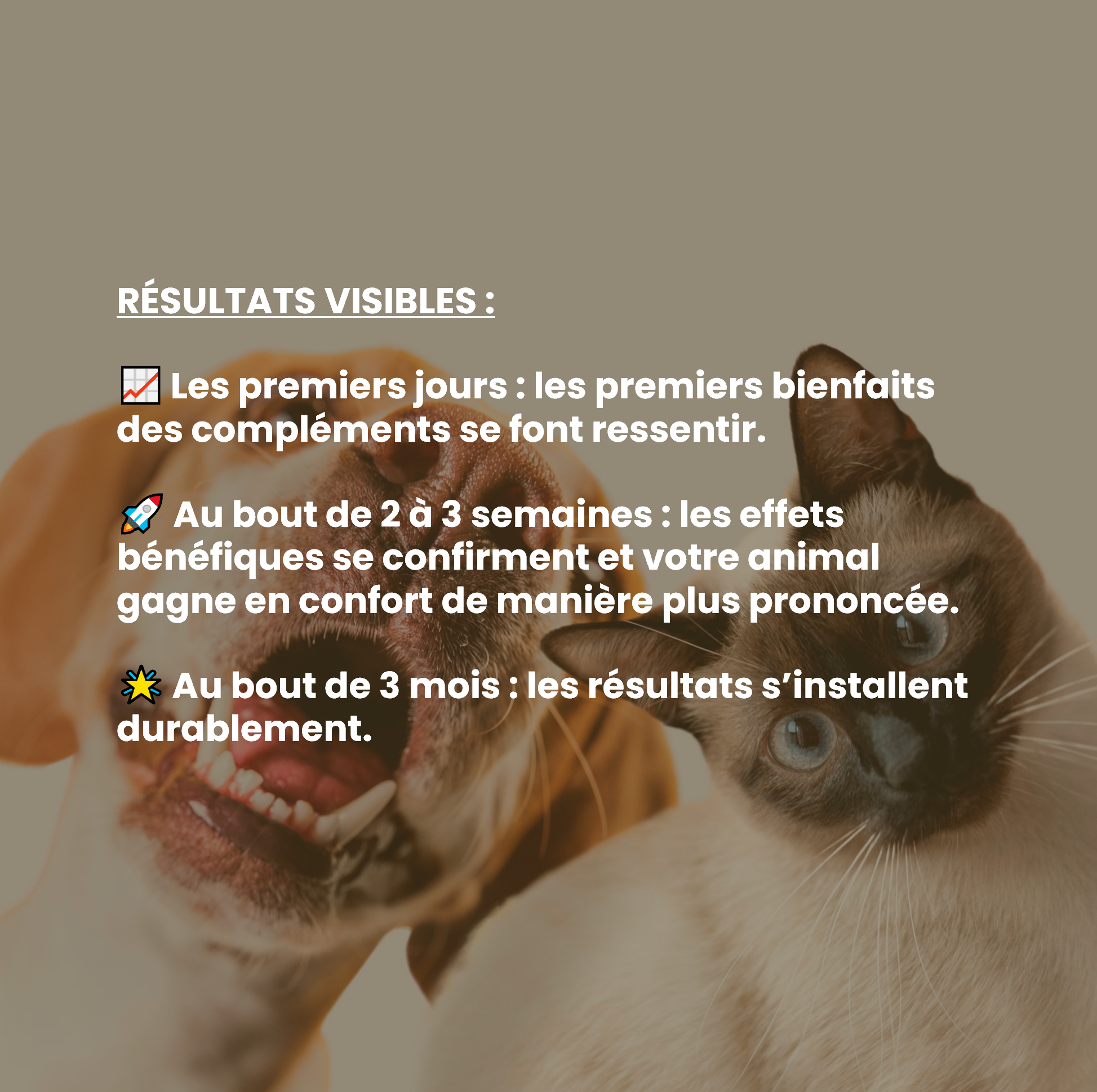 Complément alimentaire vétérinaire - Calme (anti-stress) chien 150 mL - VetyVert - Image 6