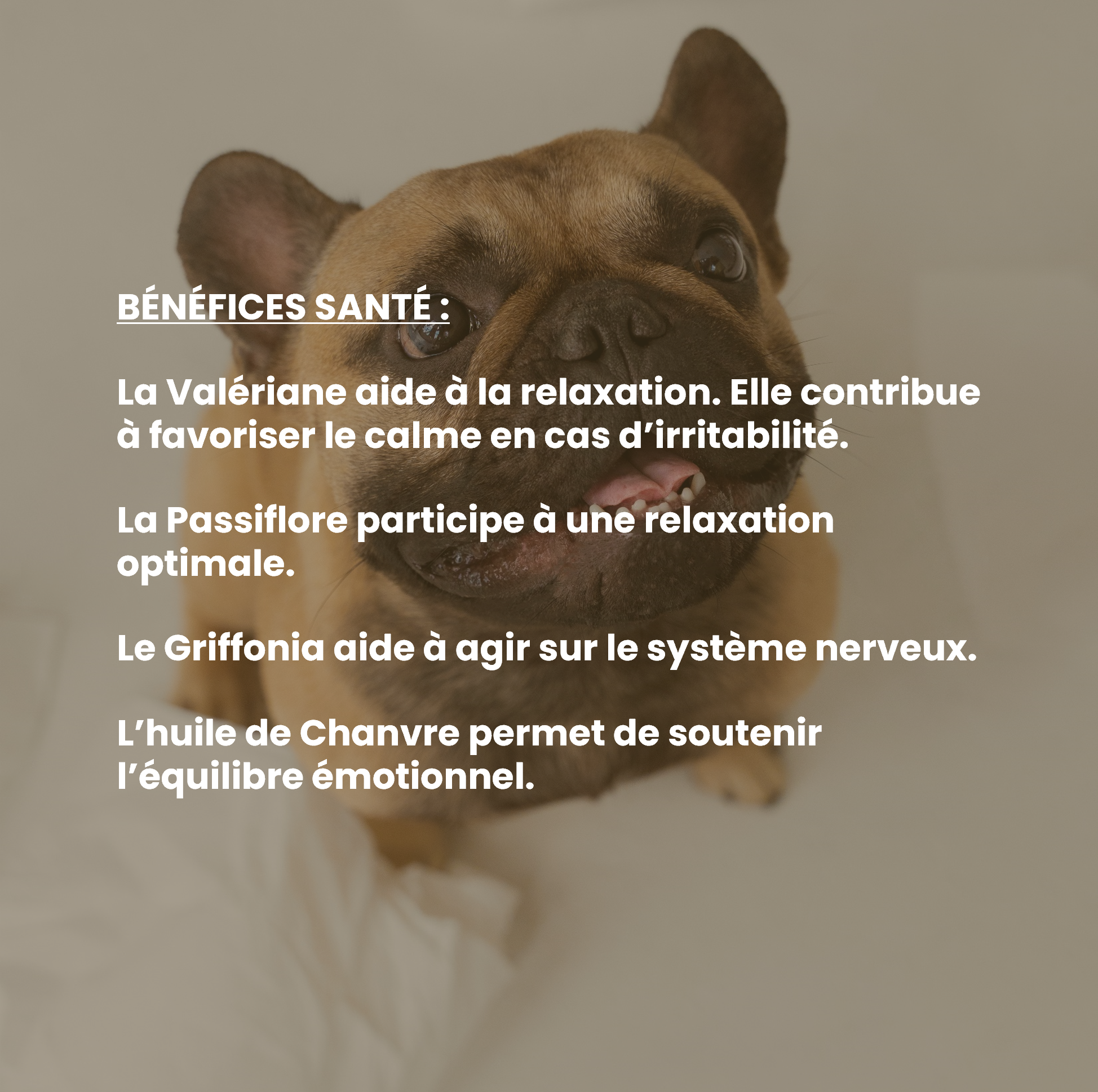 Complément alimentaire vétérinaire - Calme (anti-stress) chien 150 mL - VetyVert - Image 4