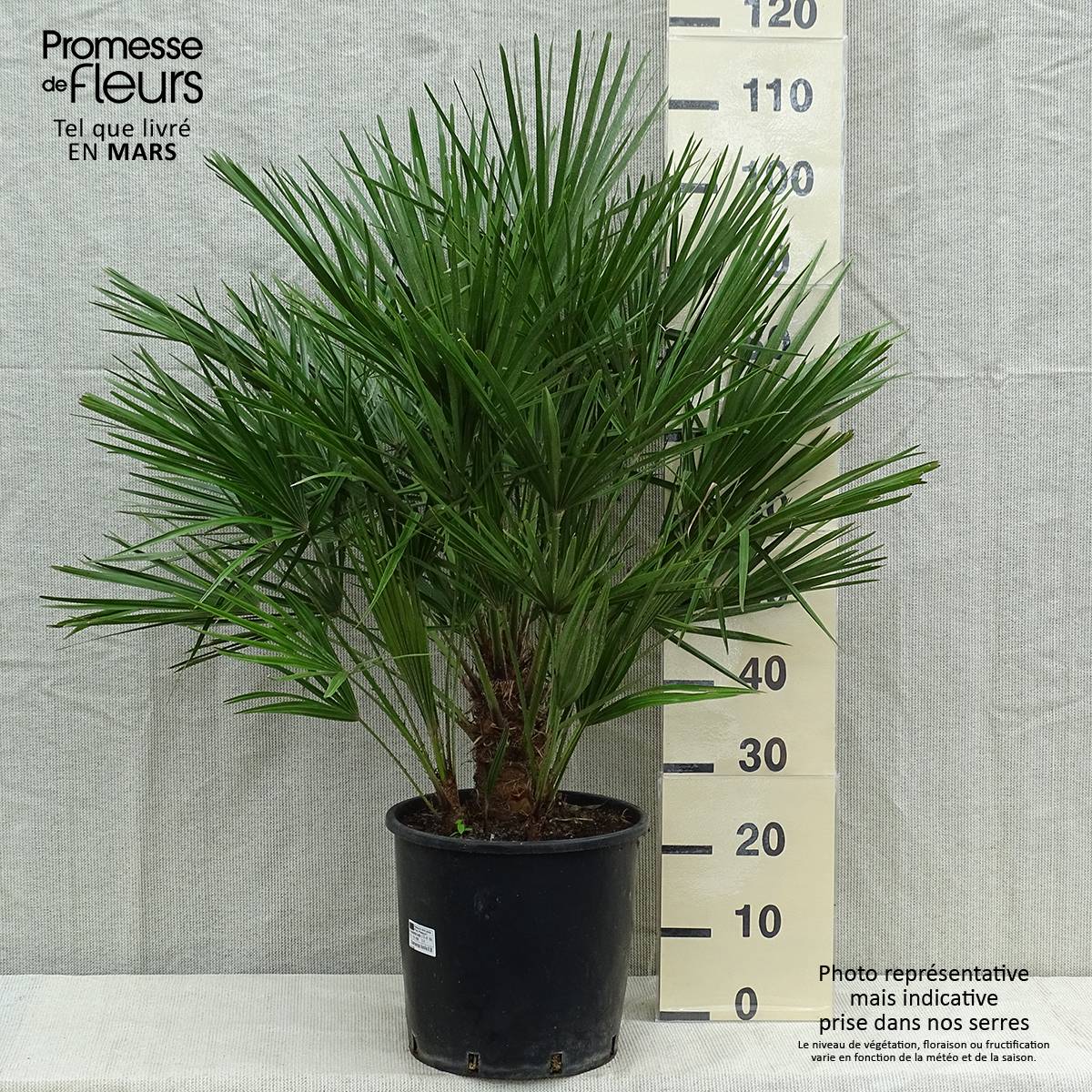 Promesse de Fleurs - Chamaerops humilis - Palmier nain Pot de 12L/15L - Image 2