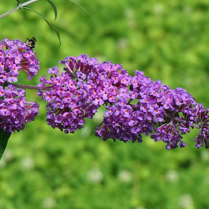 Arbre aux papillons bleu Empire Blue, Buddleia à fleurs Bleue - feuillage Caduc - Pot de 3L - 20/40 cm-  hauteur à maturité De 2,00 m à 2,50 m - Image 1