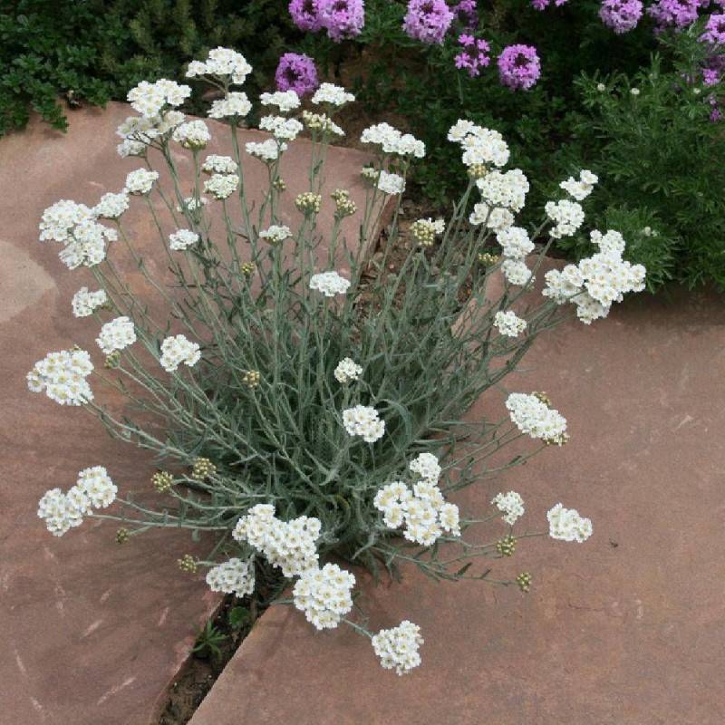 Achillée de keller à fleurs Blanche - feuillage Caduc - Godet - 5/20 cm-  hauteur à maturité De 0,15 m à 0,50 m - Image 1