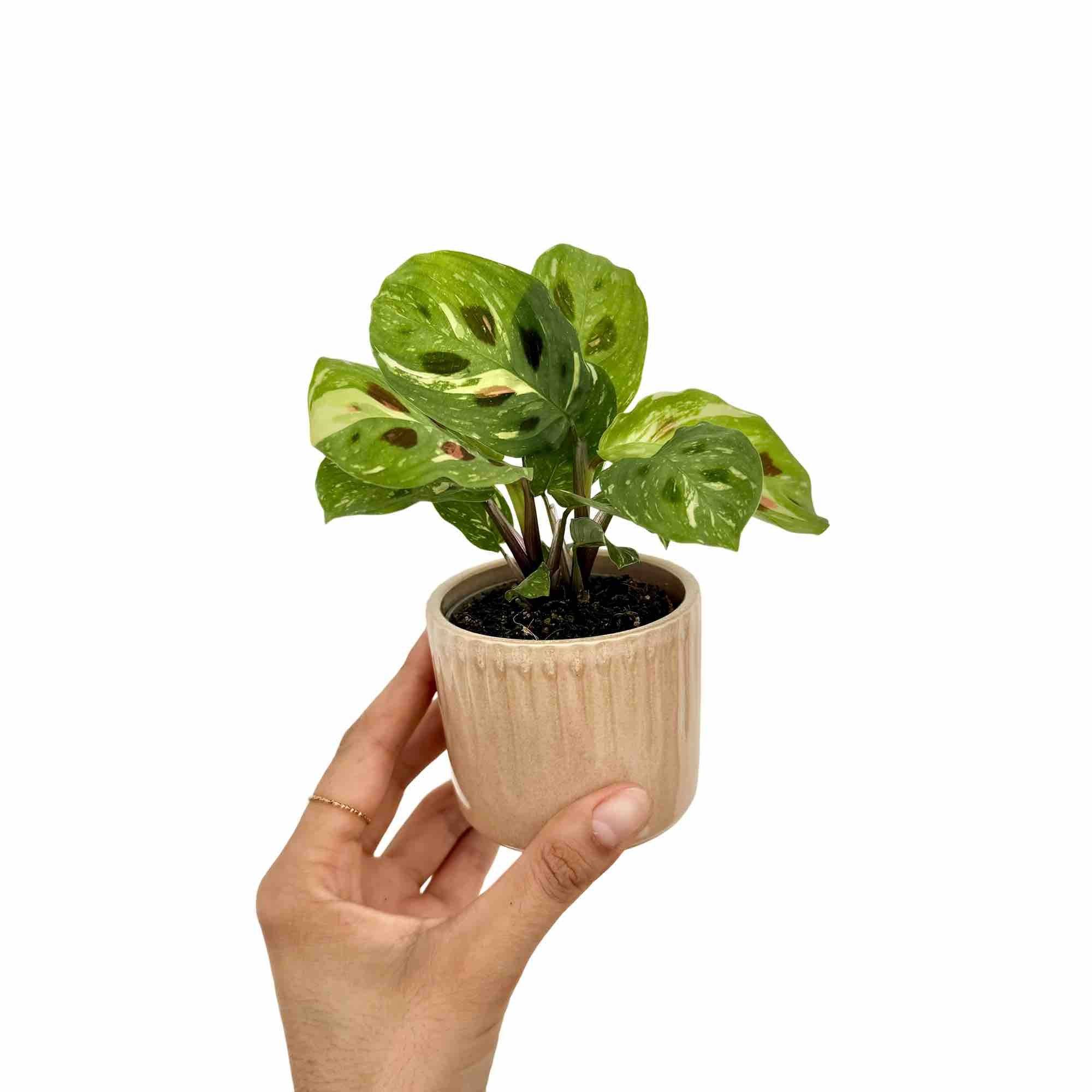 Maranta Kerchoveana Variegata - Pot de 6cm - Plantes d'intérieur - Image 2