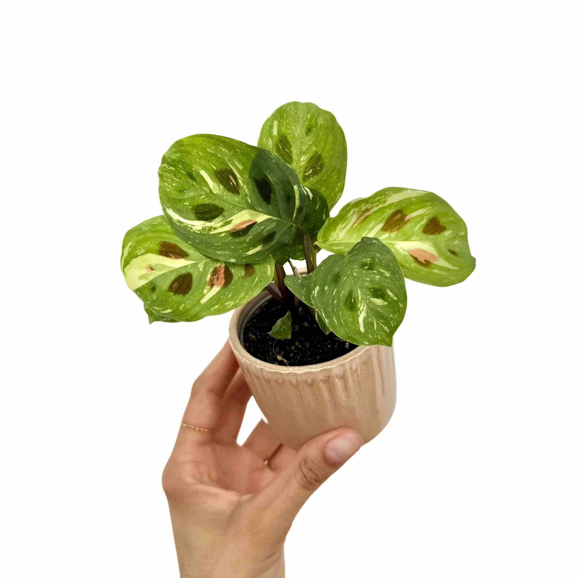Maranta Kerchoveana Variegata - Pot de 6cm - Plantes d'intérieur - Image 1
