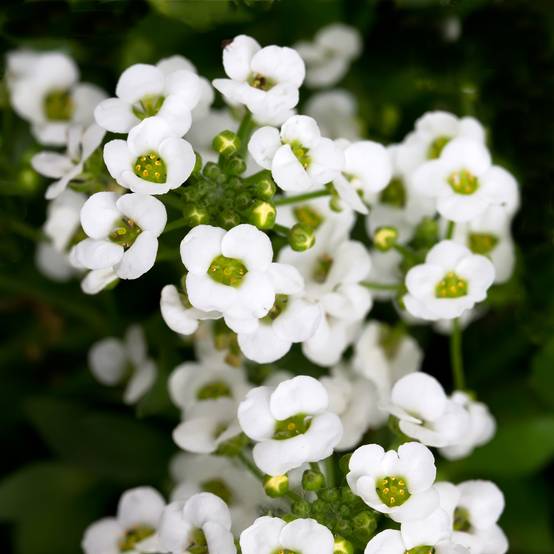 Graines d'Alysse odorant Giga White - Lobularia maritima le sachet de 100 graines environ