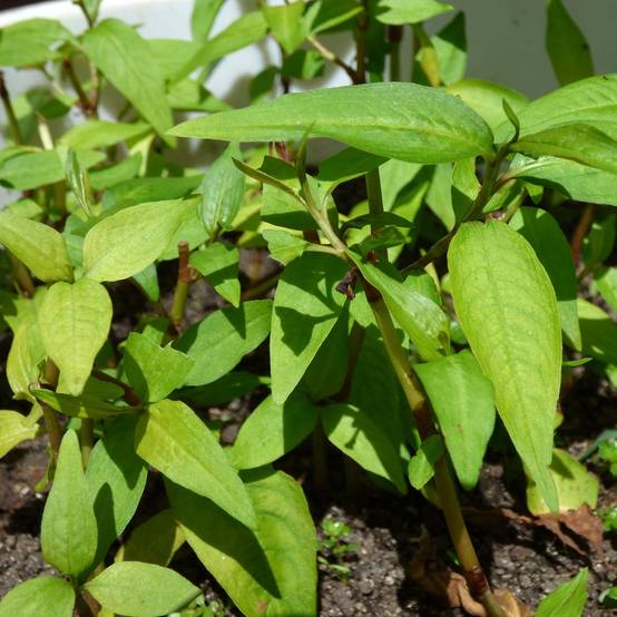 Promesse de Fleurs - Coriandre vietnamienne - Persicaria odorata en plants Godet de 8/9 cm
