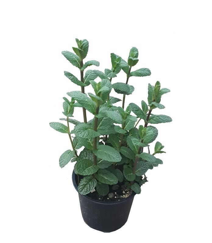 Menthe mojito pot 14 cm