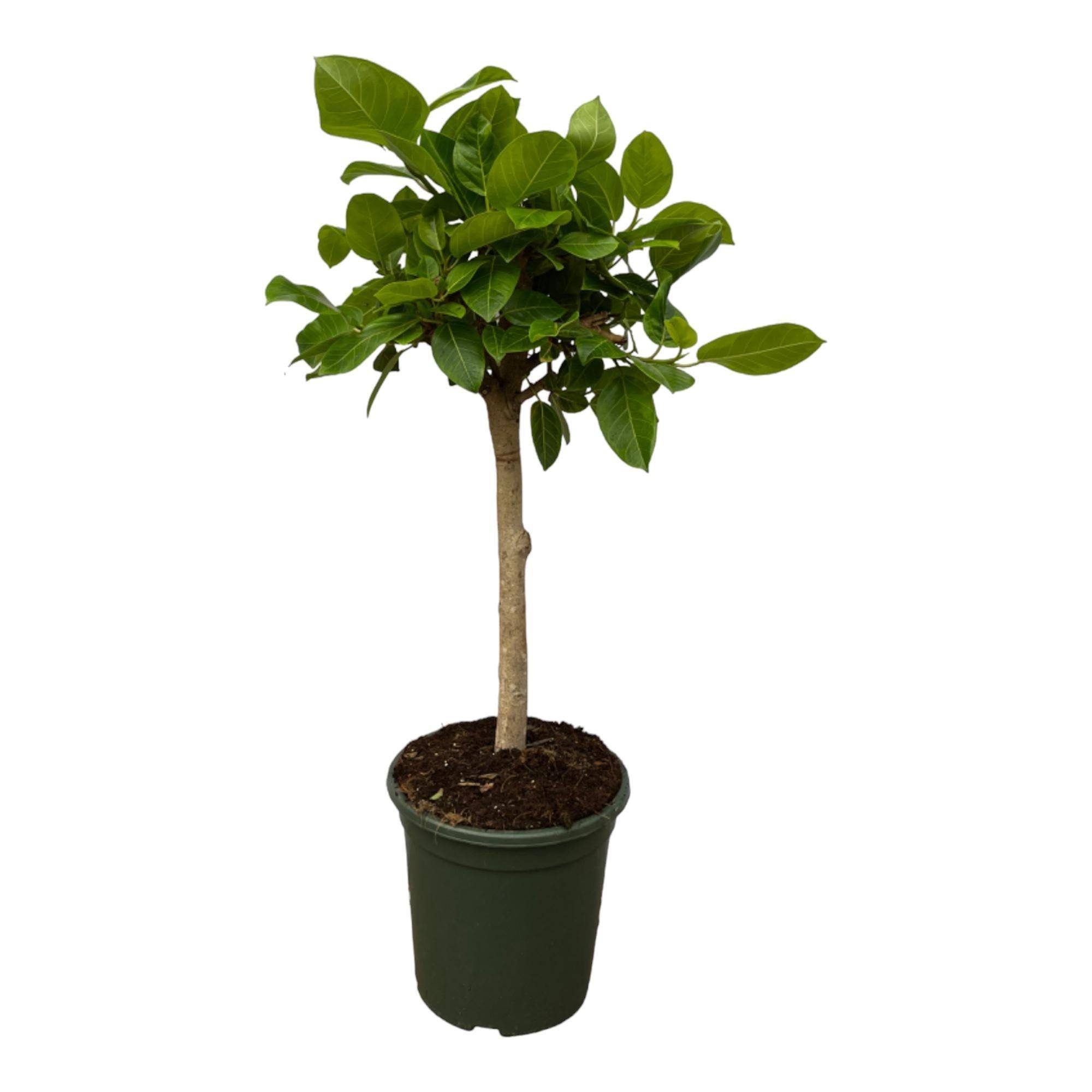 La Green Touch - Ficus Altissimo Variegata - D21 H100cm