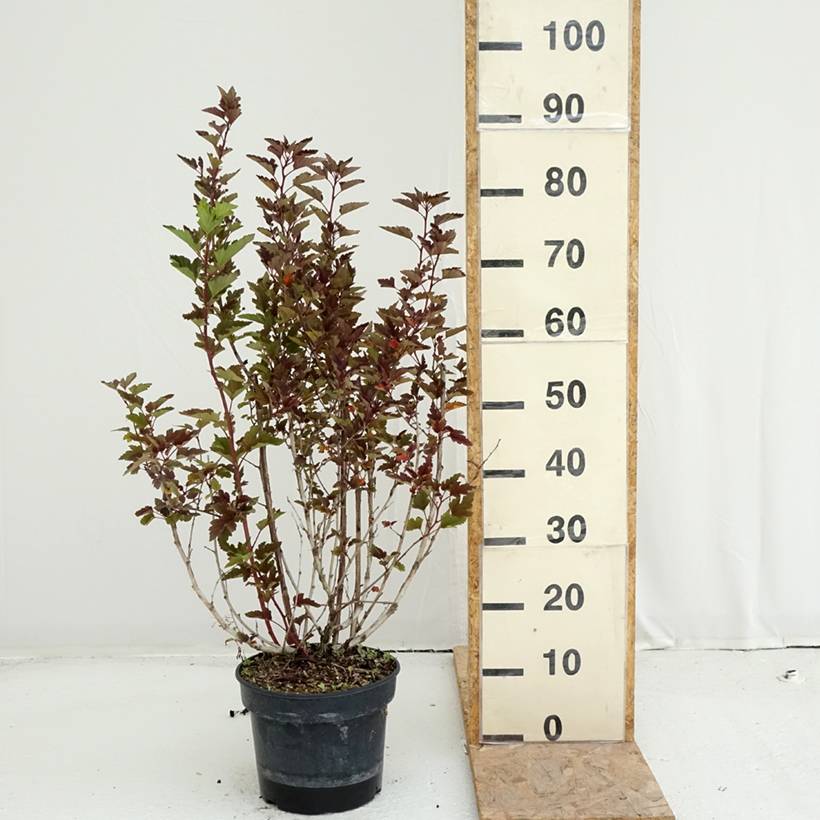 Physocarpus opulifolius Little Leena - Physocarpe Pot de 4L/5L - Image 2