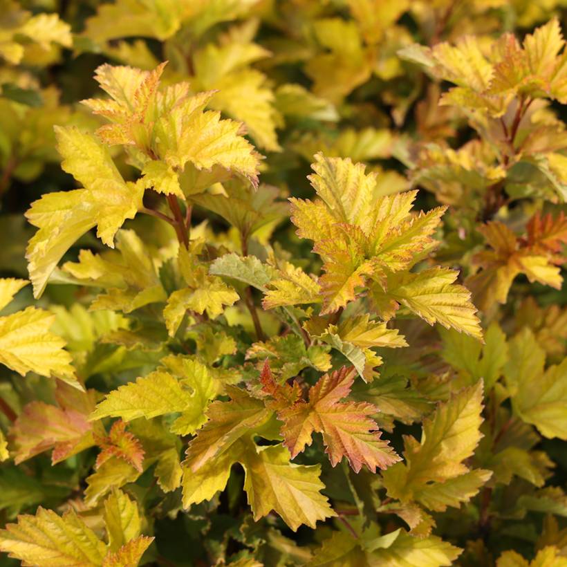 Physocarpus opulifolius Little Leena - Physocarpe Pot de 4L/5L - Image 1
