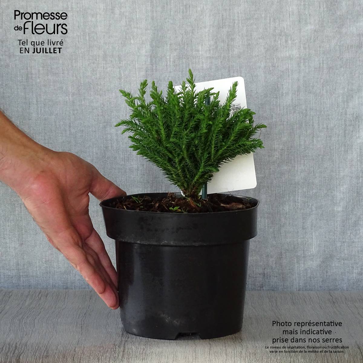 Promesse de Fleurs - Cryptomeria japonica Green Pearl - Cèdre du Japon Pot de 2L/3L - Image 2