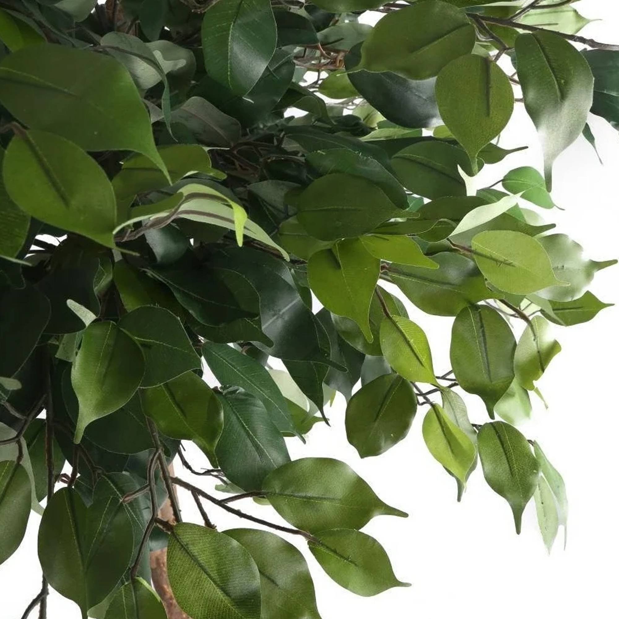 Gardenersdream - Ficus Benjamina Danielle – Figuier Pleureur | Plante À Feuilles Persistantes Plante En Pot 30-40 Cm - GardenersDream - Image 3