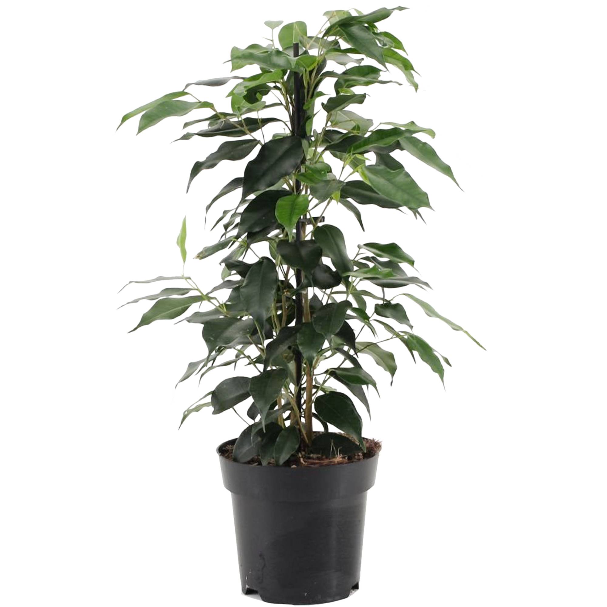 Gardenersdream - Ficus Benjamina Danielle – Figuier Pleureur | Plante À Feuilles Persistantes Plante En Pot 30-40 Cm - GardenersDream - Image 2