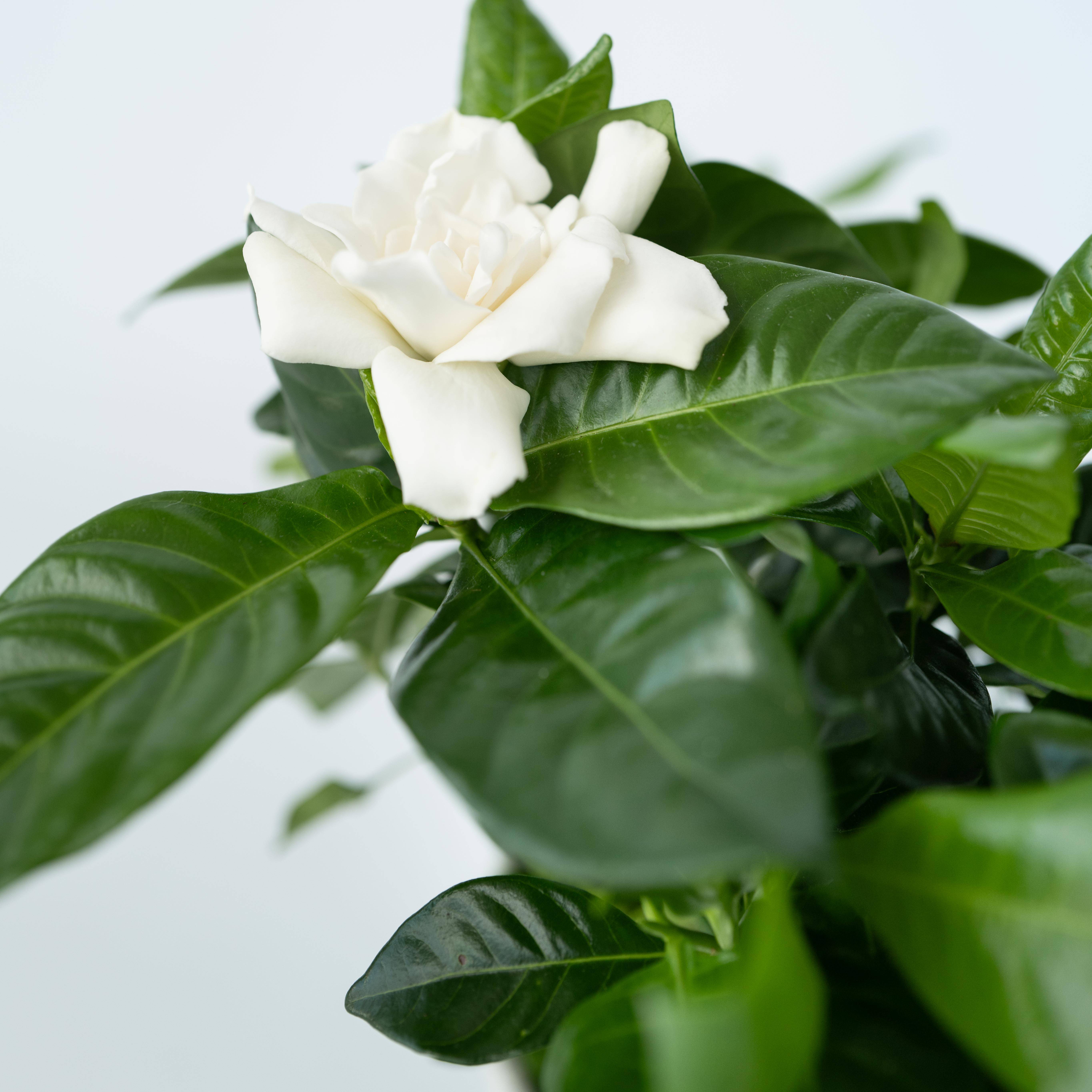 Plant In A Box - Jasmin du Cap - Set de 4 - Gardenia jasminoides - Hauteur 20-30cm - ⌀13cm - Image 4