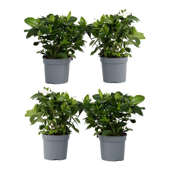 Plant In A Box - Jasmin du Cap - Set de 4 - Gardenia jasminoides - Hauteur 20-30cm - ⌀13cm - Image 1