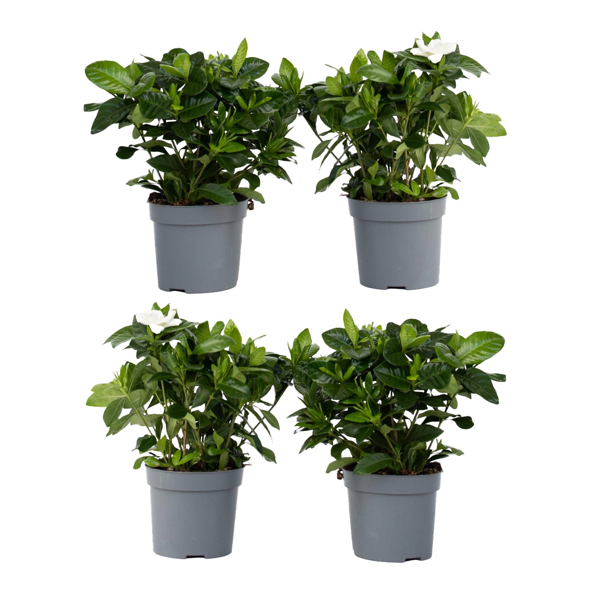 Plant In A Box - Jasmin du Cap - Set de 4 - Gardenia jasminoides - Hauteur 20-30cm - ⌀13cm - Image 1