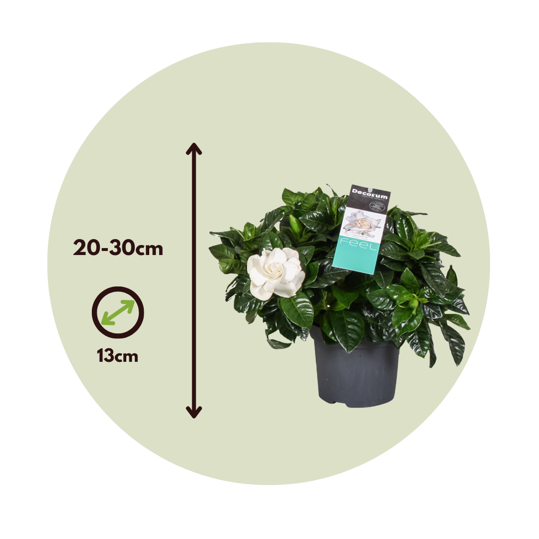 Plant In A Box - Jasmin du Cap - Set de 4 - Gardenia jasminoides - Hauteur 20-30cm - ⌀13cm - Image 6