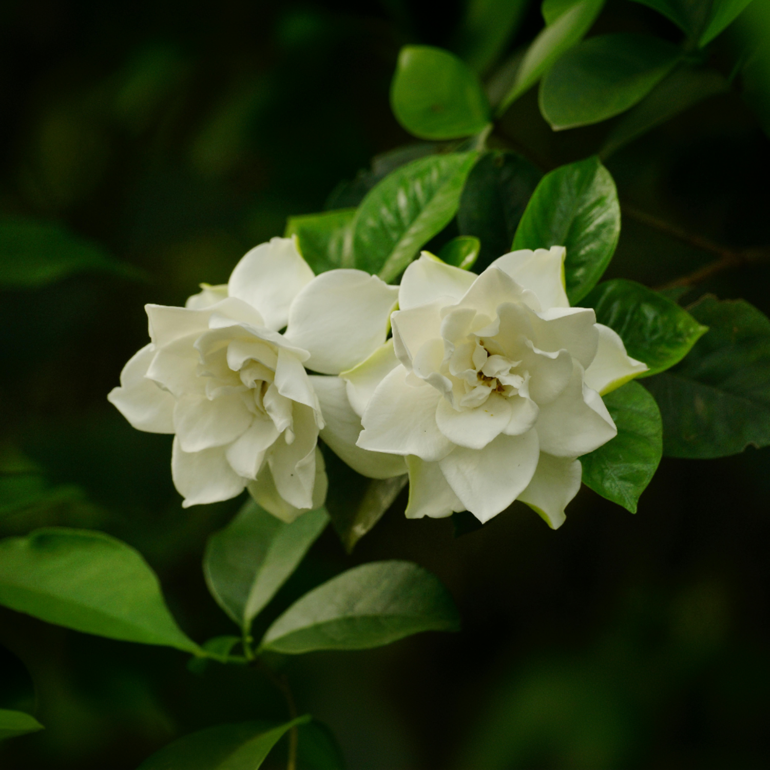 Plant In A Box - Jasmin du Cap - Set de 4 - Gardenia jasminoides - Hauteur 20-30cm - ⌀13cm - Image 5