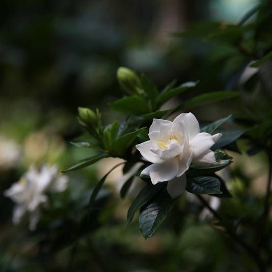 Plant In A Box - Jasmin du Cap - Set de 4 - Gardenia jasminoides - Hauteur 20-30cm - ⌀13cm - Image 2