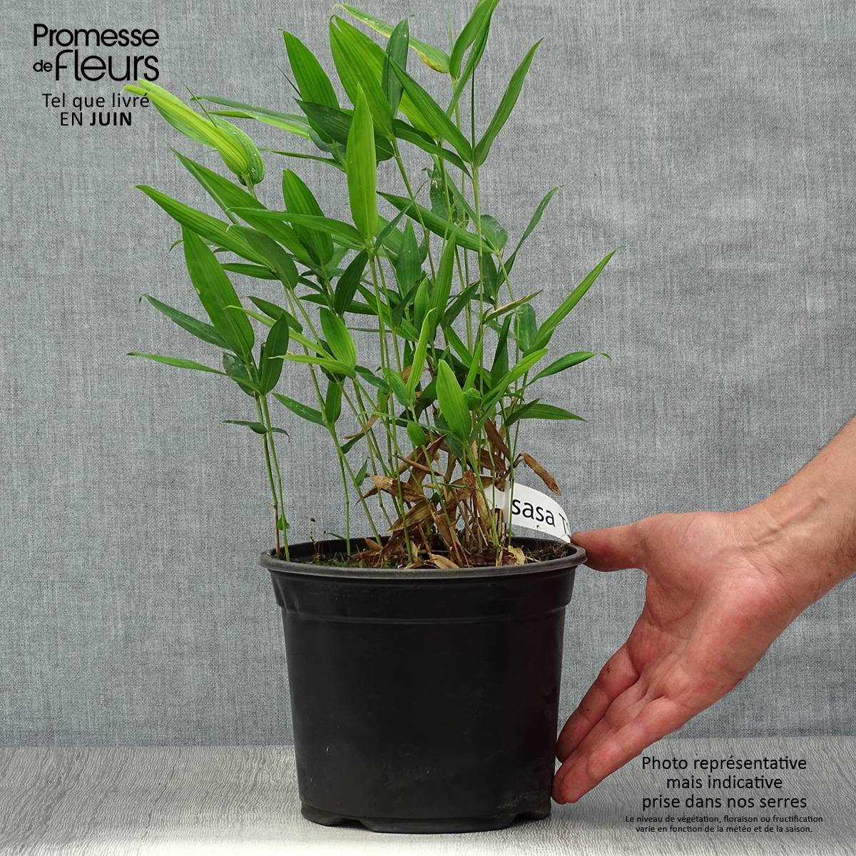 Promesse de Fleurs - Sasa tsuboiana - Bambou nain Pot de 2L/3L - Image 2