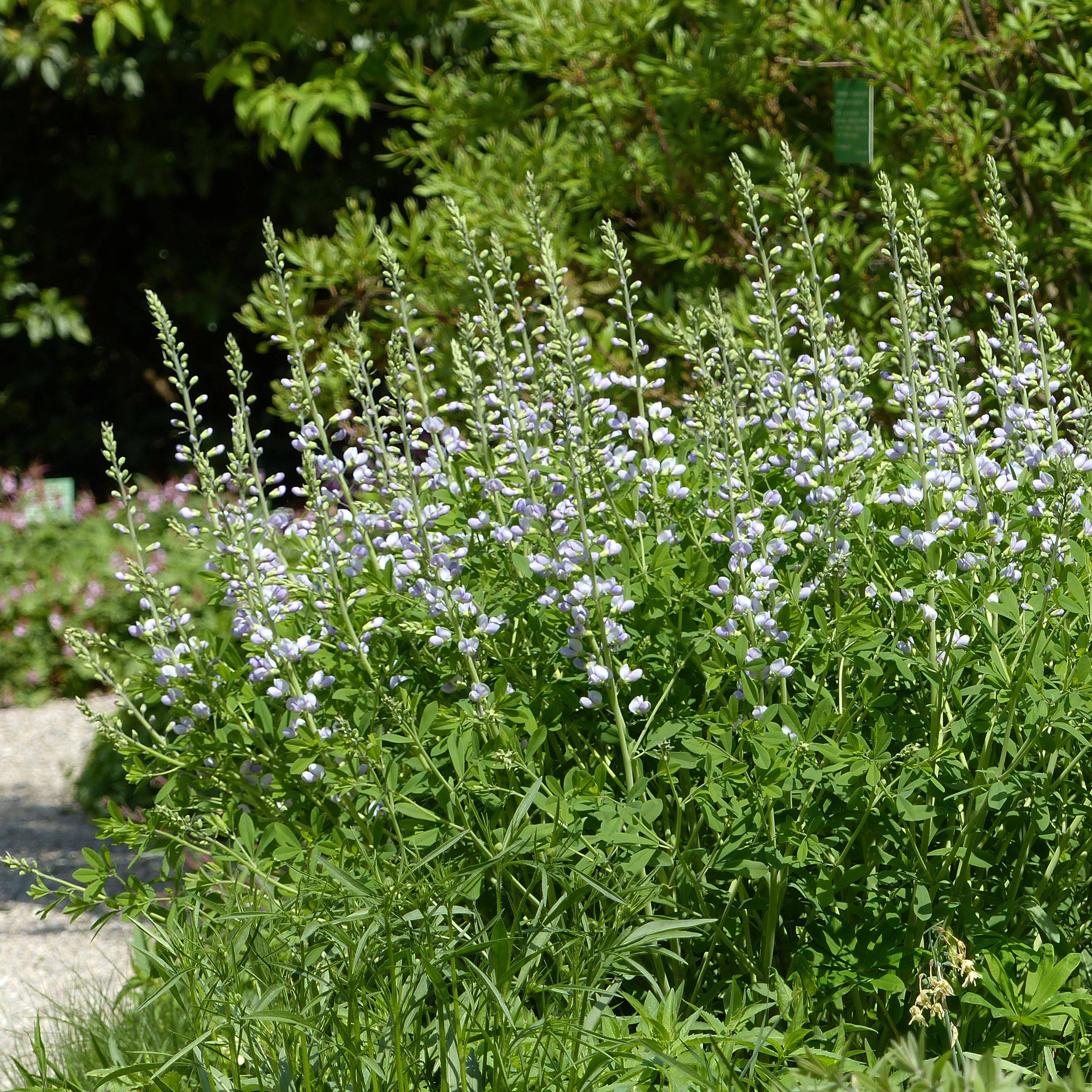 Promesse de Fleurs - Baptisia Starlite Prairieblues - Lupin indigo bleu et blanc Godet de 8/9 cm