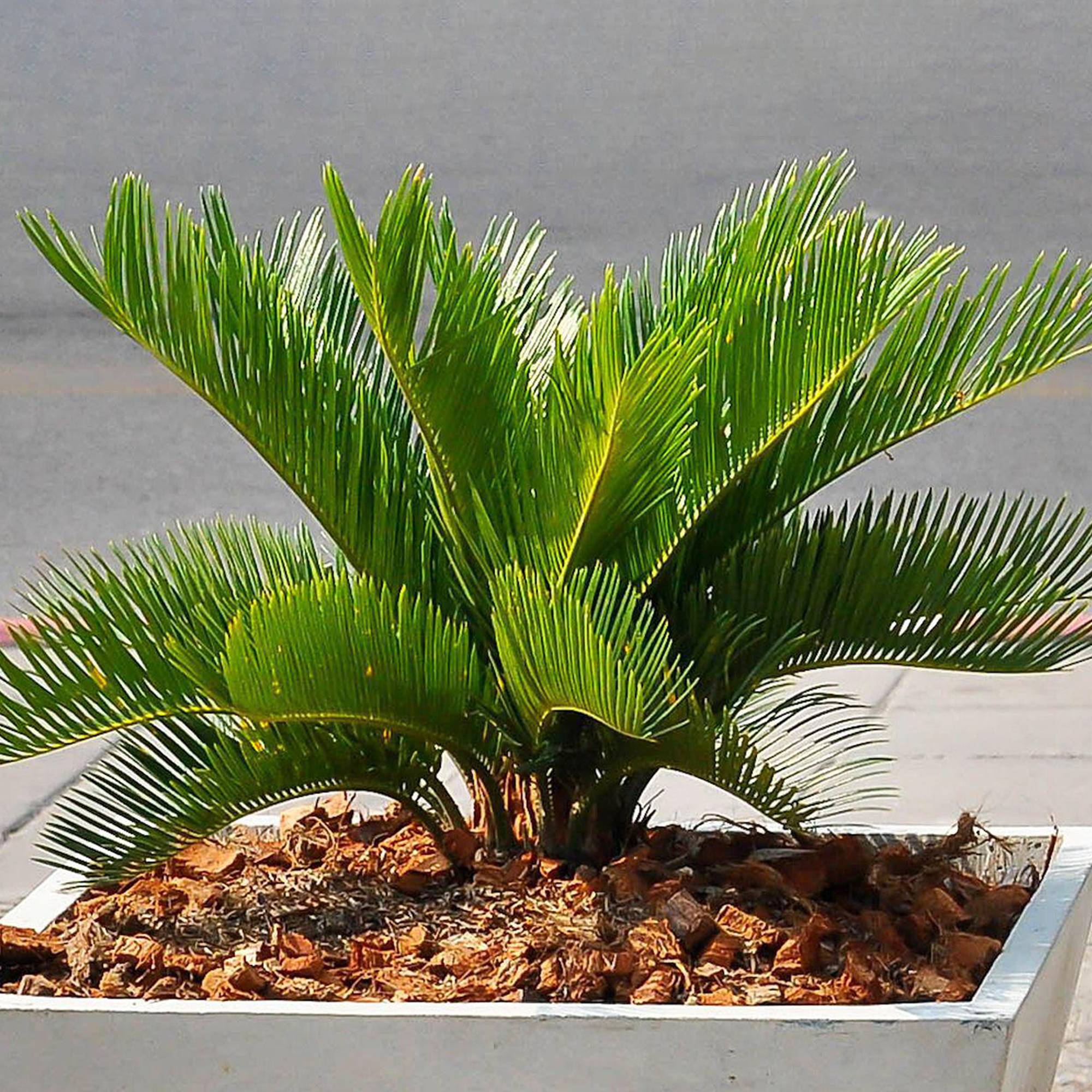 Gardenersdream - Cycas Revoluta De Qualité Supérieure | Superbe Plante D’Intérieur | Cadeau 30 À 40 Cm En Pot - GardenersDream - Image 1