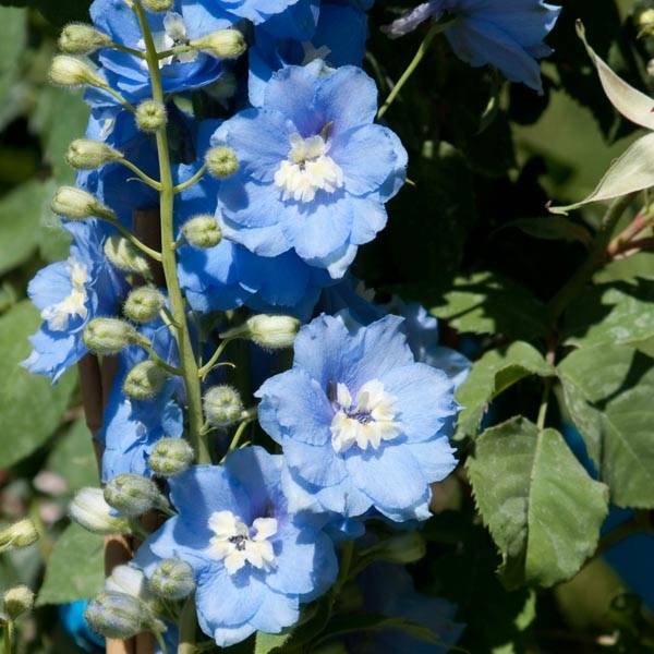 Promesse de Fleurs - Delphinium Pacific Summer Skies - Pied d'Alouette vivace Pot de 2L/3L