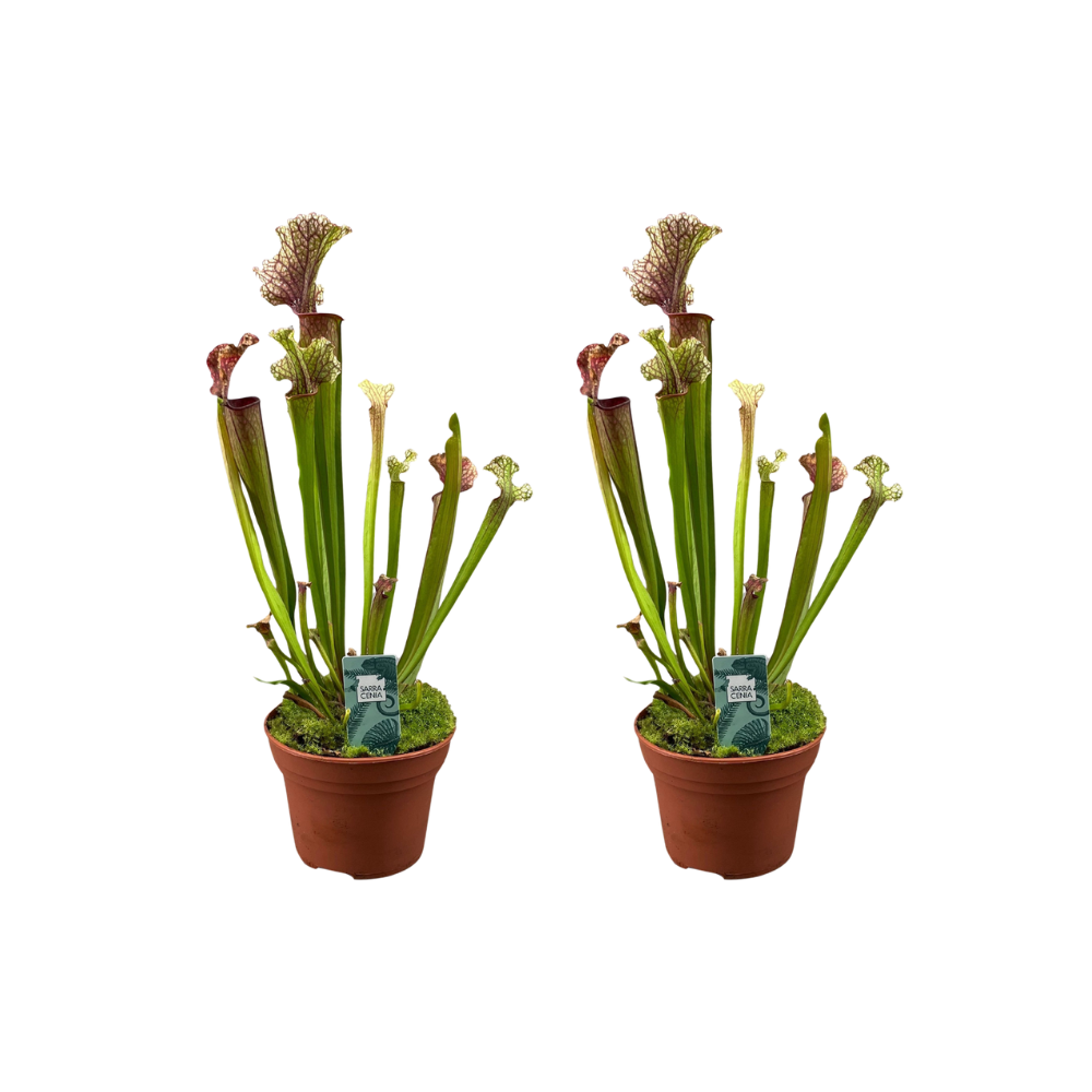 Sarracenia Judith Hindle - H30cm