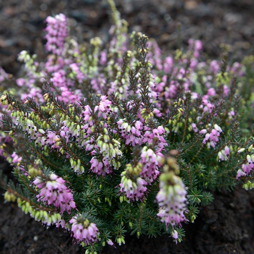 Erica darleyensis Lea - Bruyère d'hiver Pot de 1L/1,5L - Image 1