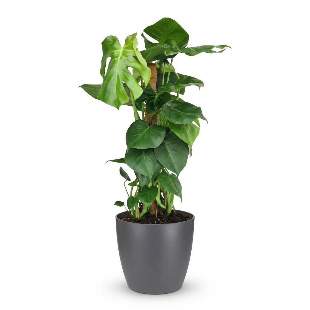 Monstera Deliciosa avec tuteur - Pot de 19cm - Hauteur 90cm - Gris - Plantes d'intérieur - Image 1