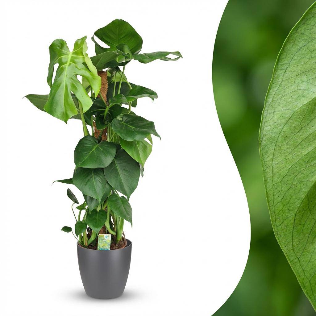 Monstera Deliciosa avec tuteur - Pot de 19cm - Hauteur 90cm - Gris - Plantes d'intérieur - Image 2