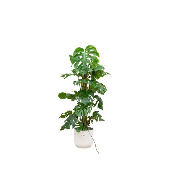 Monstera Pertusum 120cm et son pot- La Green Touch Blanc 30cm - Hauteur 120cm