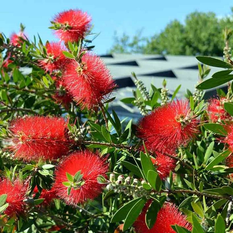Callistemon Inferno - Rince bouteille Godet de 8/9 cm - Image 1