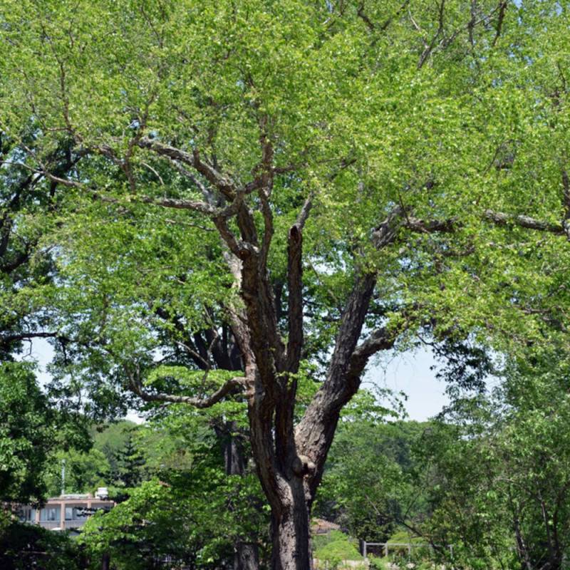 Bouleau Noir, Betula - Pot de 15L - Baliveau - Image 2