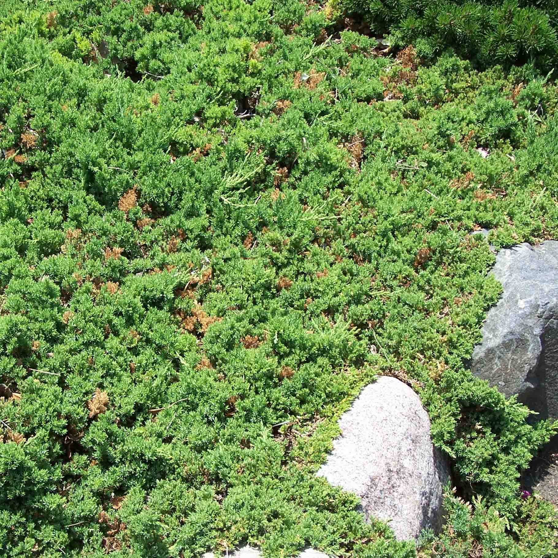 Genévrier rampant - Juniperus procumbens Nana Pot de 7,5L/10L