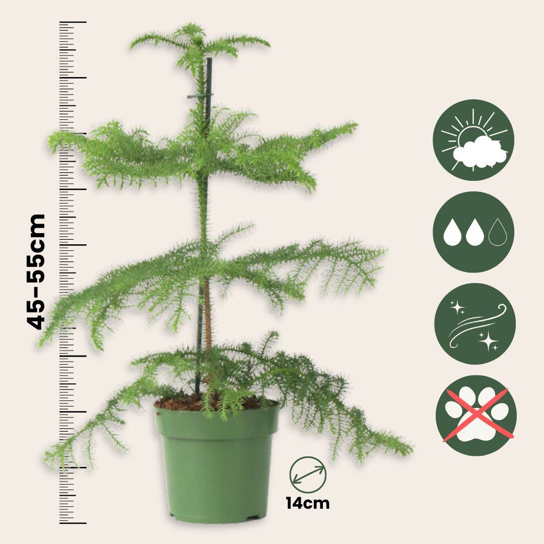 Plant In A Box - Pin de Norfolk - Araucaria heterophylla - Hauteur 45-55cm - ⌀14cm - Image 6