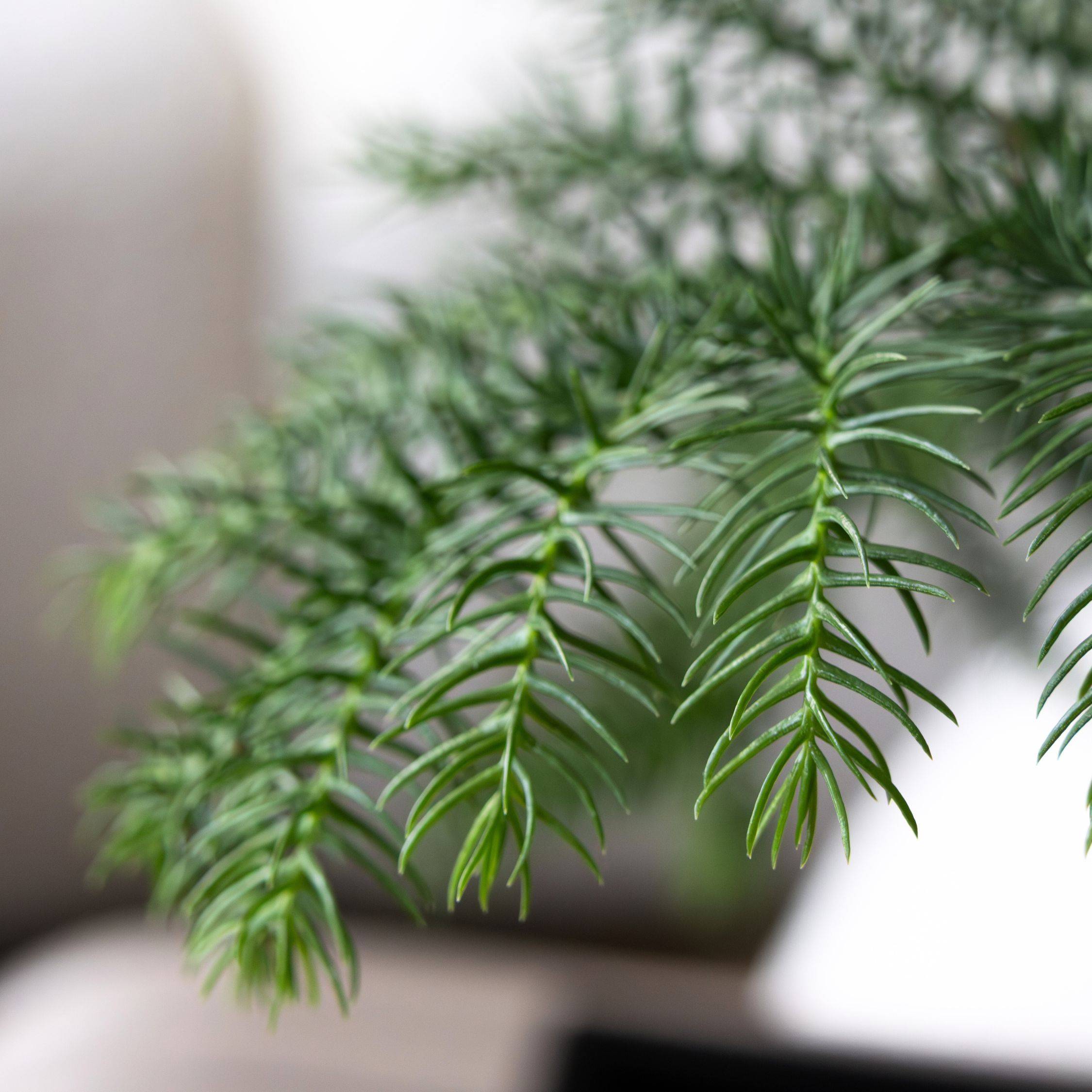 Plant In A Box - Pin de Norfolk - Araucaria heterophylla - Hauteur 45-55cm - ⌀14cm - Image 4