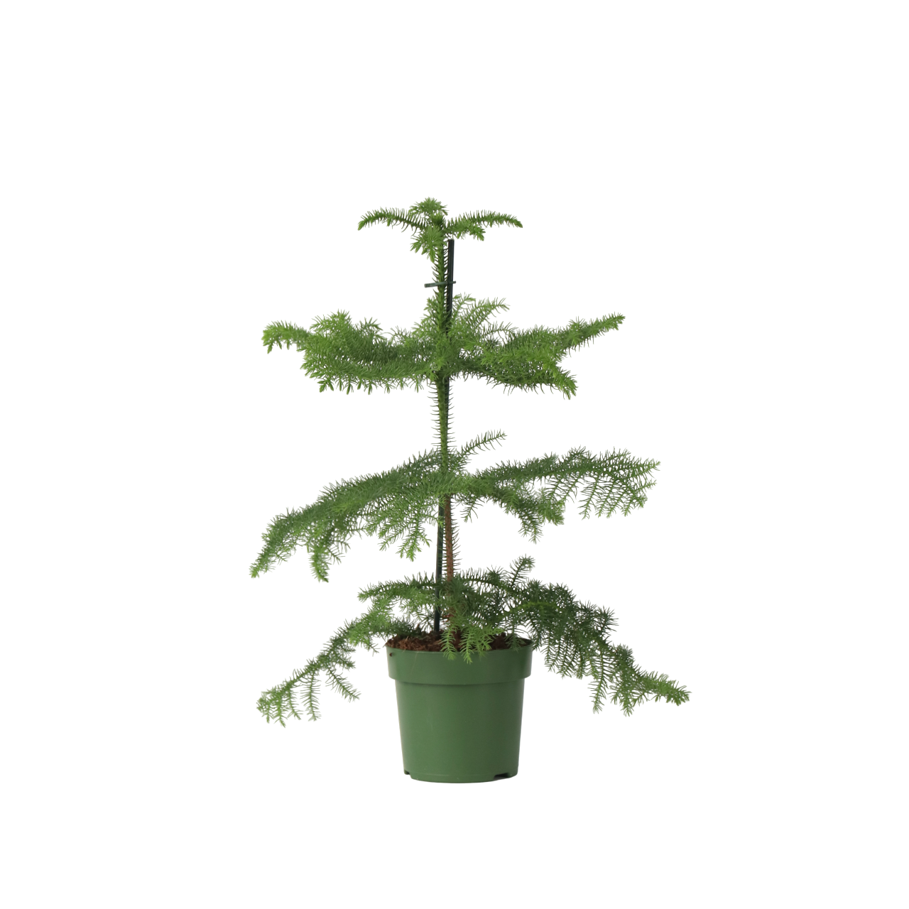 Plant In A Box - Pin de Norfolk - Araucaria heterophylla - Hauteur 45-55cm - ⌀14cm